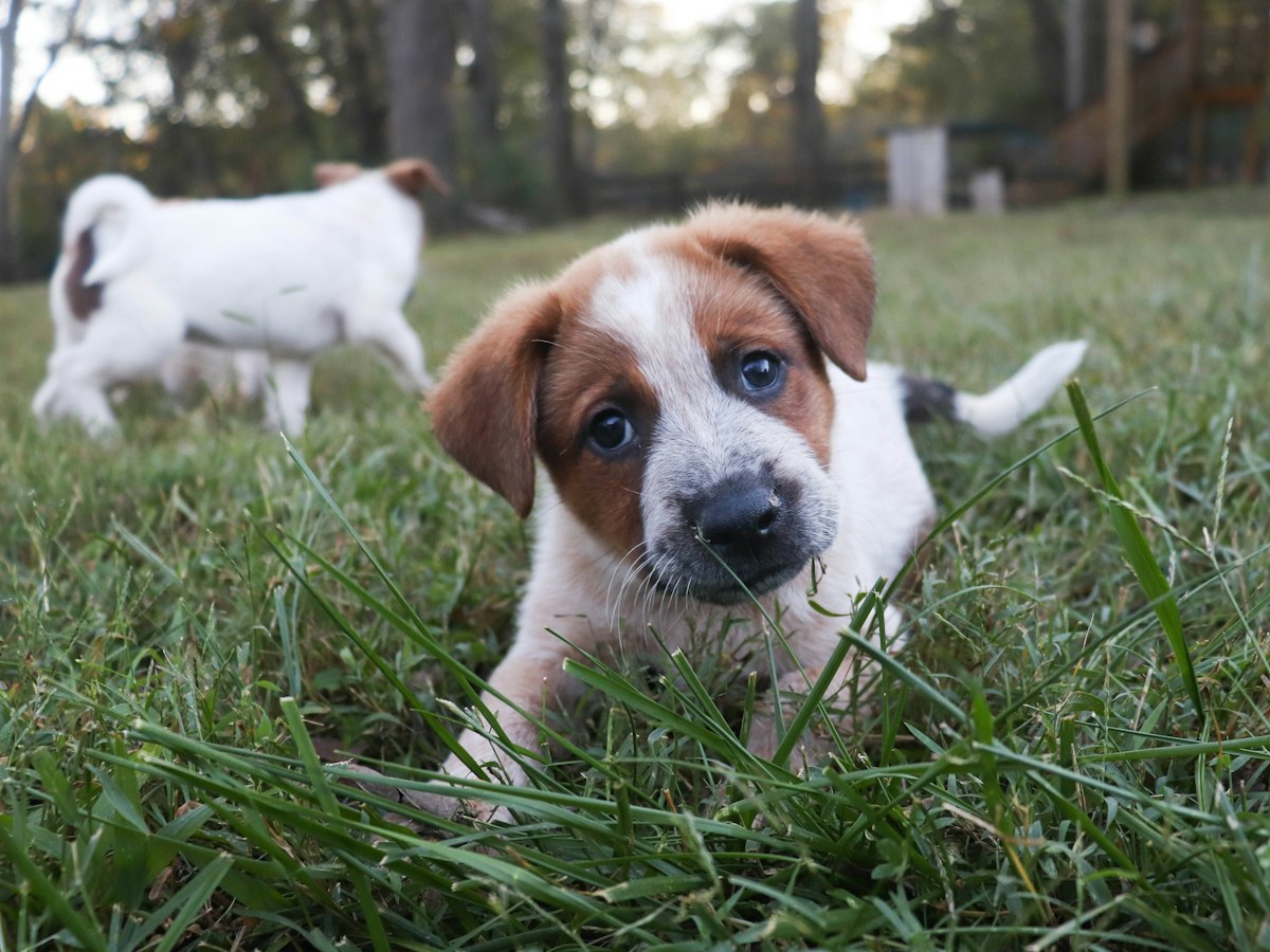 Imagen ilustrativa: He adoptado un cachorro