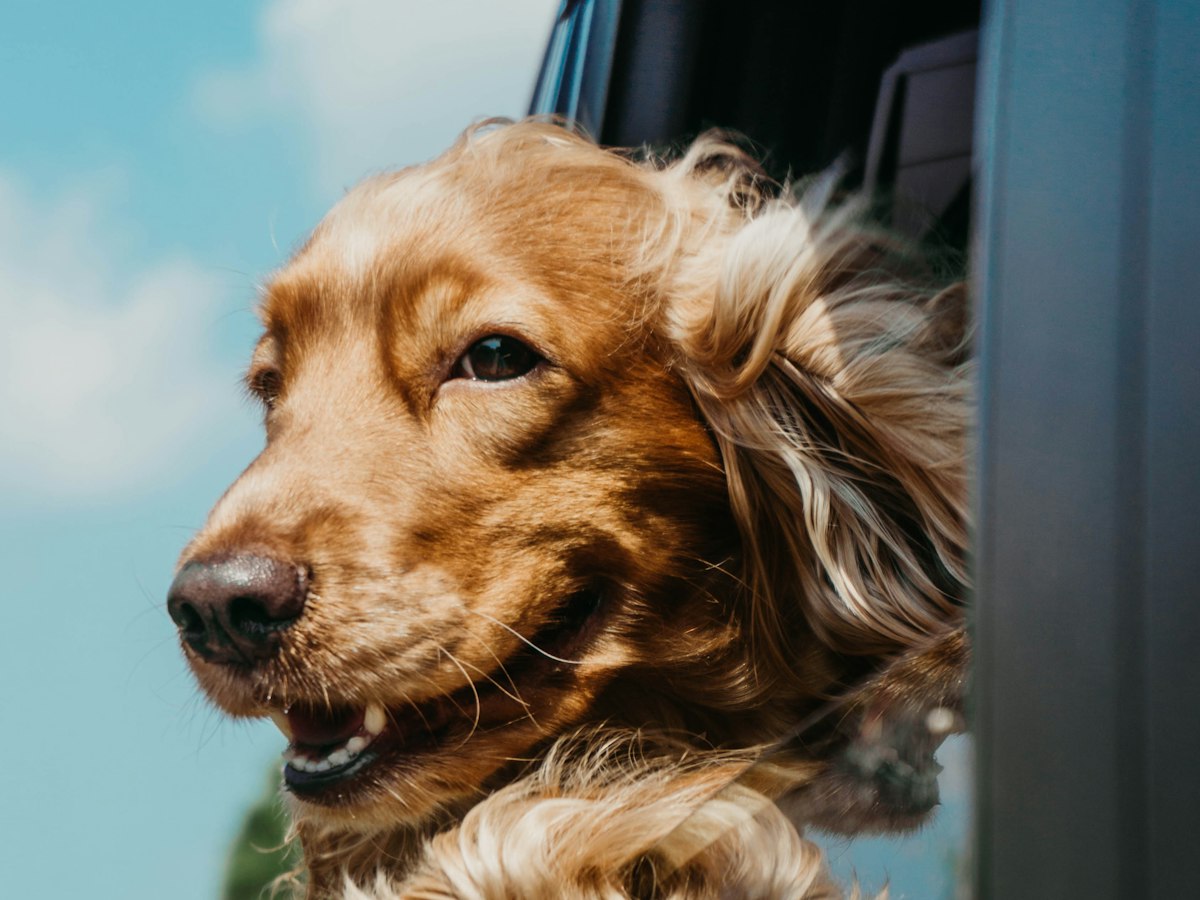 Imagen ilustrativa: Me voy de viaje con mi mascota