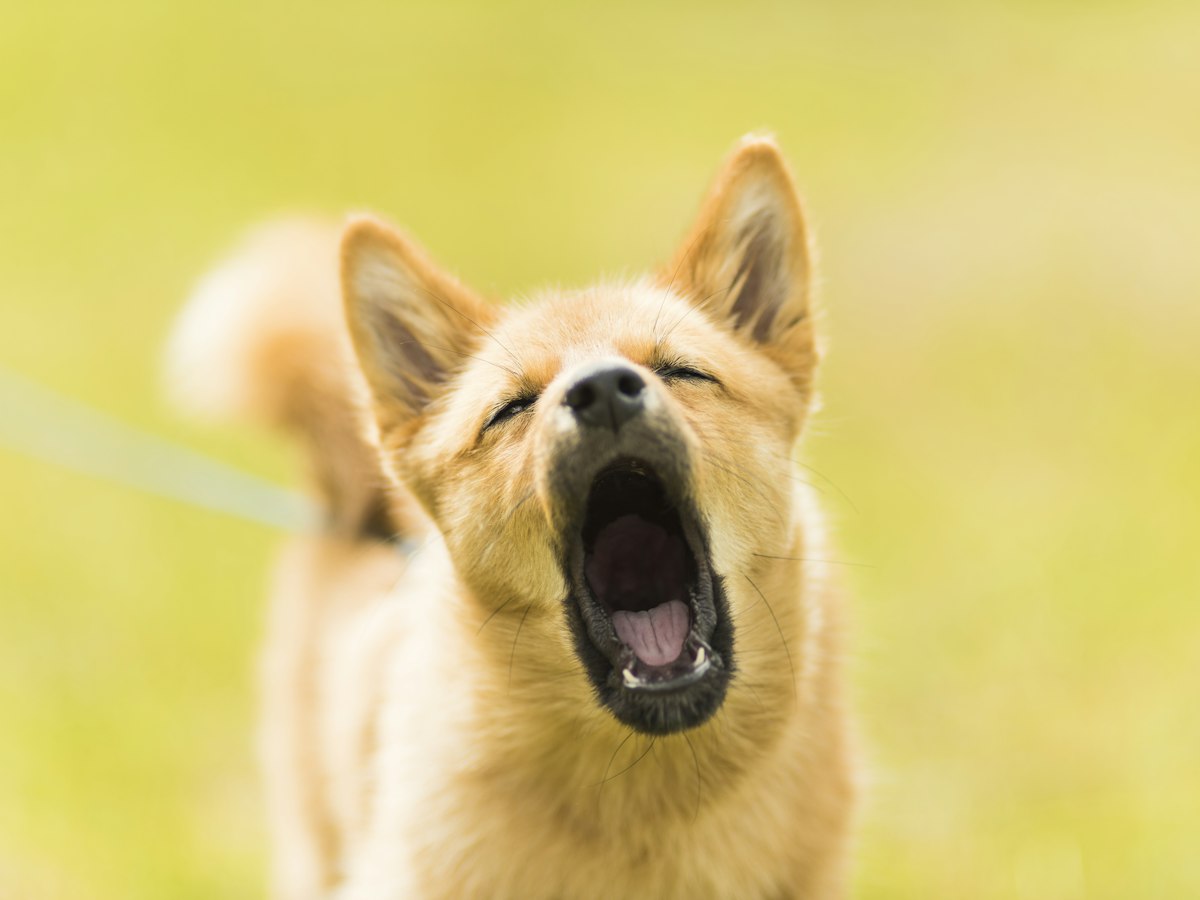 Imagen ilustrativa: Mi perro tose