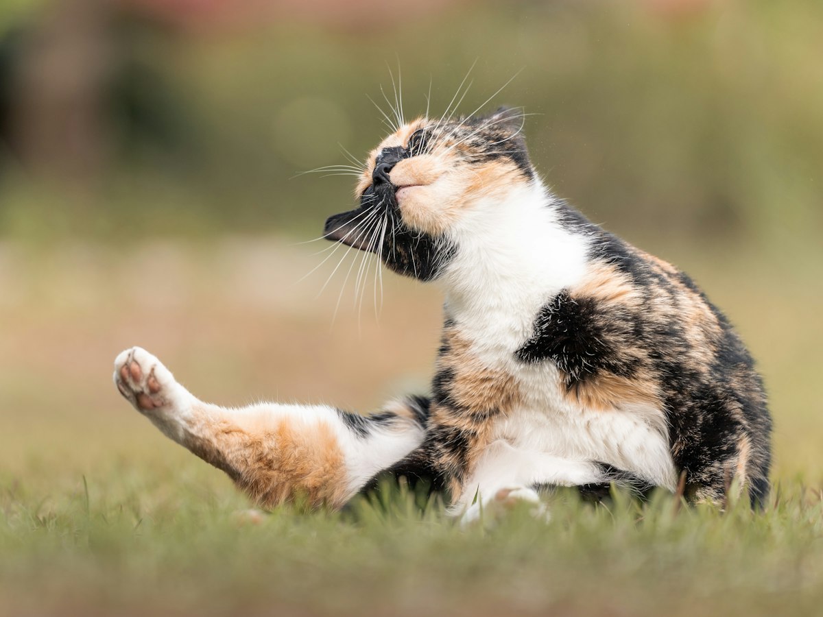 Imagen ilustrativa: Tengo que desparasitar a mi gata