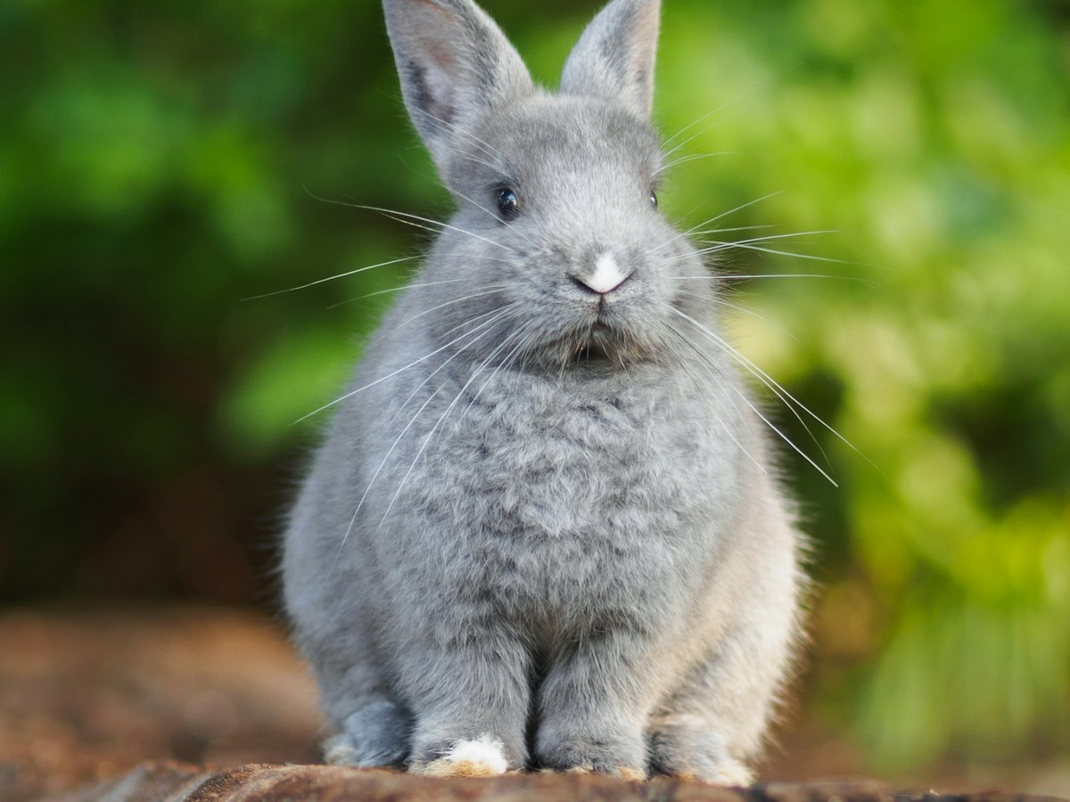 Imagen ilustrativa: veterinario de conejos cerca de ti en Madrid