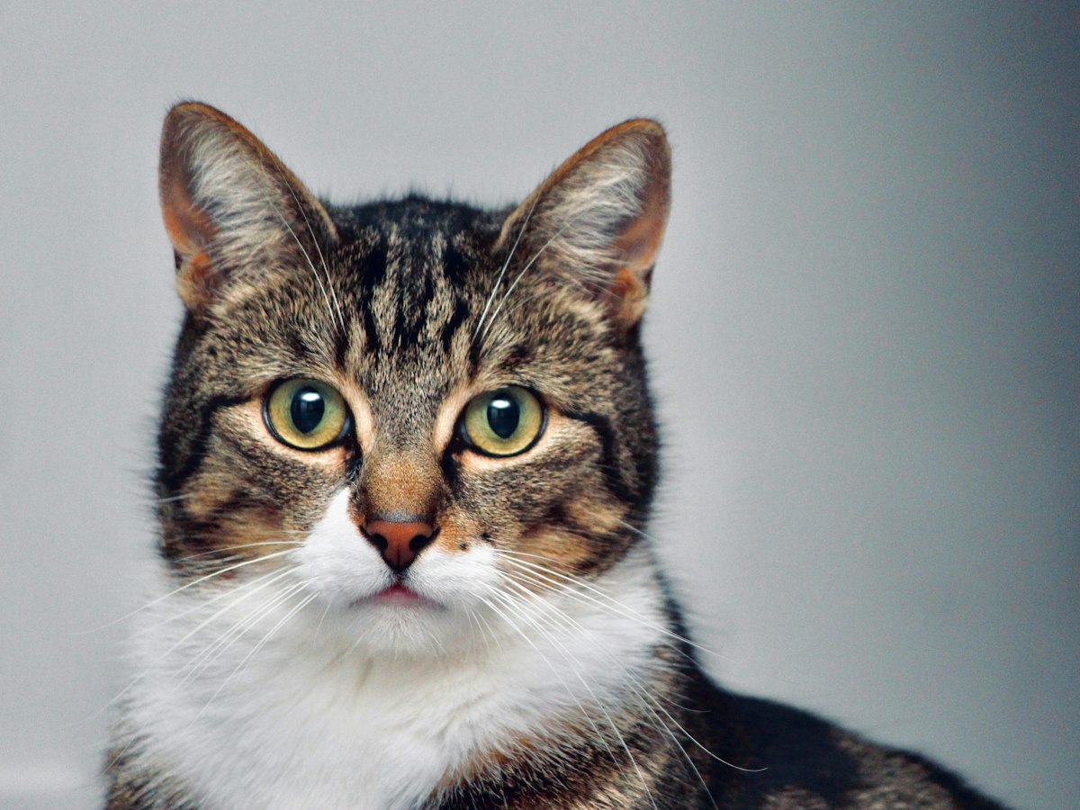 Imagen ilustrativa: veterinario de gatos cerca de ti en Madrid