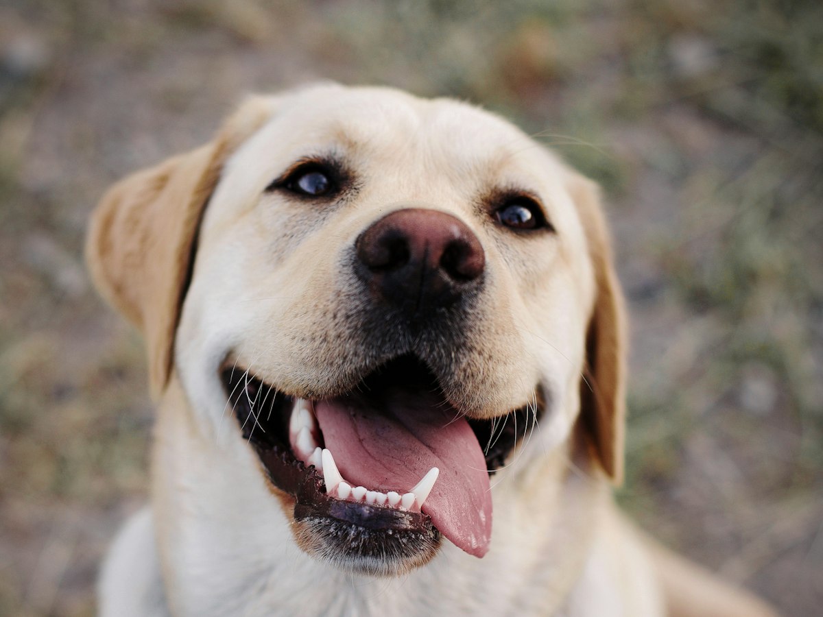 Imagen ilustrativa: veterinario de perros cerca de ti en Madrid