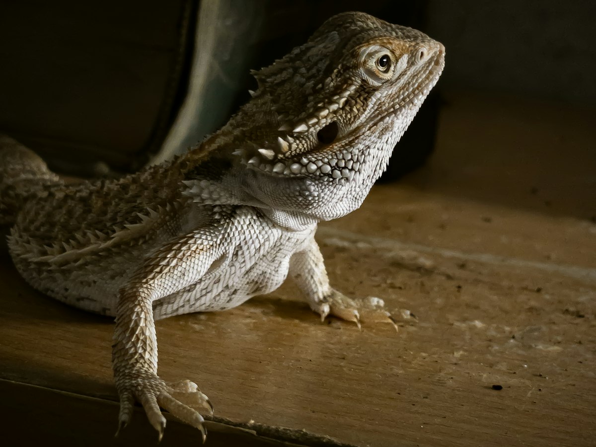 Imagen ilustrativa: veterinario de reptiles cerca de ti en Madrid