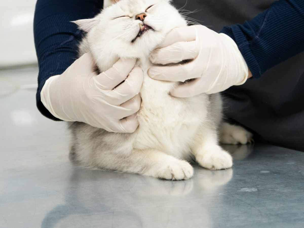 Imagen ilustrativa: Castración de gatos cerca de ti en Madrid