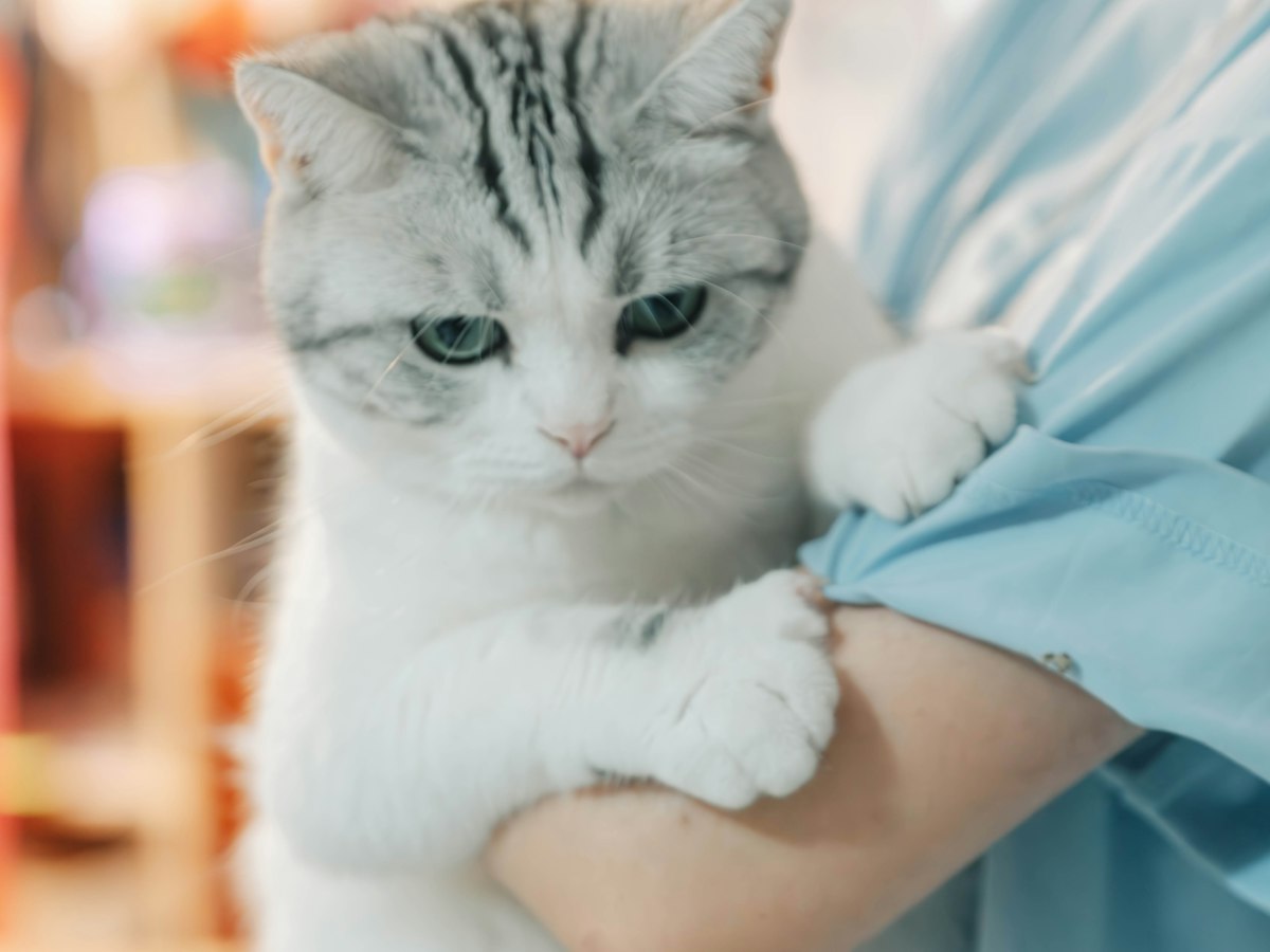 Imagen ilustrativa: Esterilización de gatas cerca de ti en Madrid