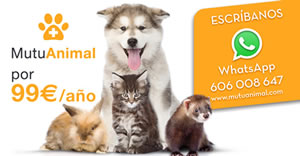 Seguro para mascotas Madrid